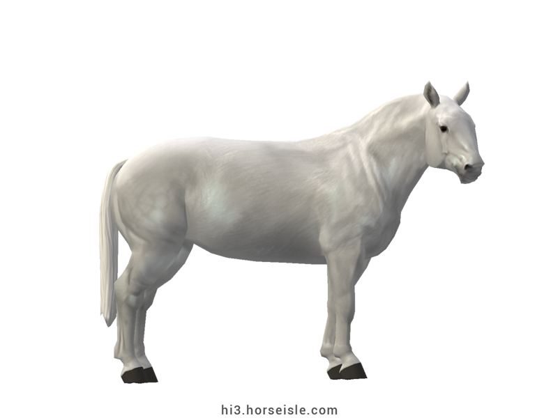 Cow-pony Chianina White Grey Coat